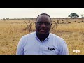 Water is life for the animals of Zimbabwe's Hwange National Park