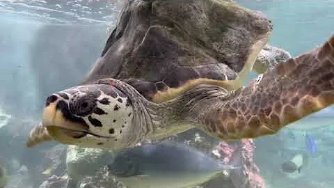 Qual è il più grande Acquario d'Europa?