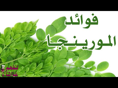 فوائد المورينجا قد لايعرفها الكثير Youtube