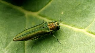 Emerald Ash Borer in Iowa | Iowa Life