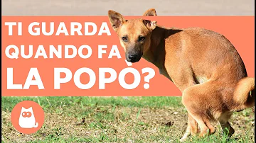 Cosa fare se il cane ha fatto la cacca in casa?