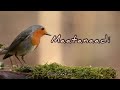 Maatanaadi Maayavade | Romantic | Love | love feeling | WhatsApp status video | in kannada