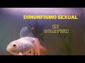 Dimorfismo sexual en Goldfish (diferencias físicas y de comportamiento entre macho y hembra) - Peces