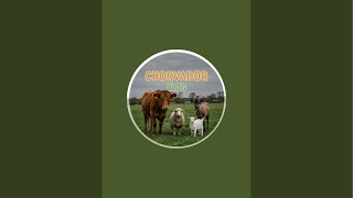 Chorvador Vlog в прямом эфире!