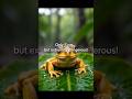 “The Tiny Frog With a Deadly Secret 🐸⚠️” explain in Hindi #amzingfacts #educationalvdo#viral