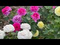 Любимый метод посадки саженцев роз осенью! И как не загубить проект розария из-за неудачной зимовки.