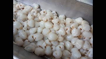 litchi longan peeler pitter machine