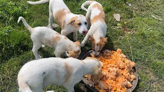 Mağarada Yaşayan Yavru Köpekler Yemeği Görünce Çok Sevindi