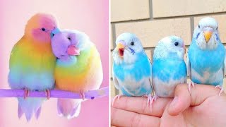 Smart And Funny Parrots Parrot Talking Videos Compilation (2024) - Cute Birds #5 by Parrots Fun TV 28,011 views 3 months ago 30 minutes