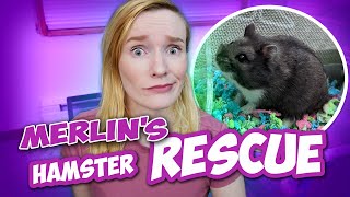 Hamster was Rescued inside of THIS?! | Merlin's Rescue Story| Munchie's Place