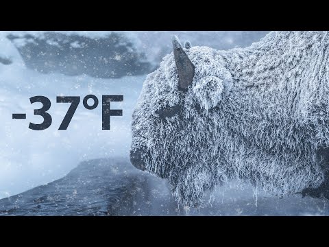 -37F Winter in Yellowstone National Park - Sony A7SIII