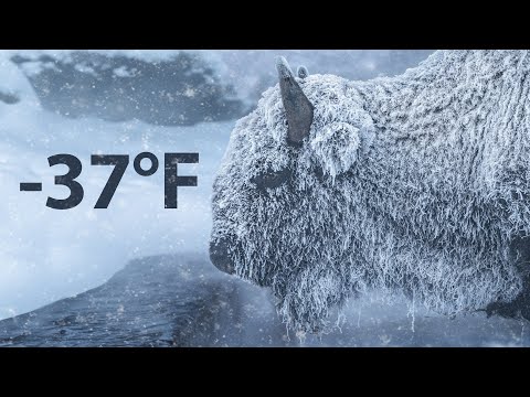 -37F Winter in Yellowstone National Park - Frozen Bison and Geysers