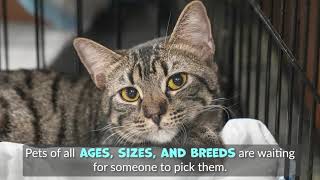 Emergency Flight: Help Save At-Risk Animals at Overcrowded L.A. Shelters