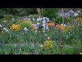 Monet's Garden at  Giverny 14.5.2015