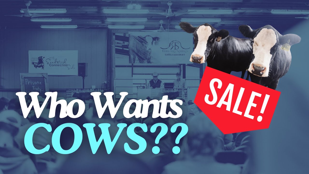 We Hosted a Cattle Sale!