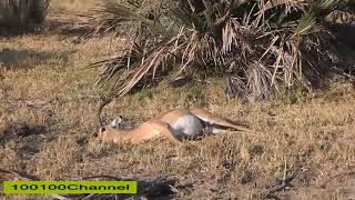 Baboons Save Impala From Leopard and Hyena