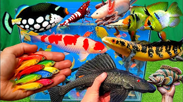 Video tổng hợp cá cảnh đẹp, vịt, vịt con, cá koi, cá trê, cá nóc, cá xecan, cá lóc
