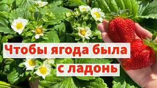 САМЫЙ ВАЖНЫЙ УХОД ЗА КЛУБНИКОЙ ВО ВРЕМЯ ЦВЕТЕНИЯ