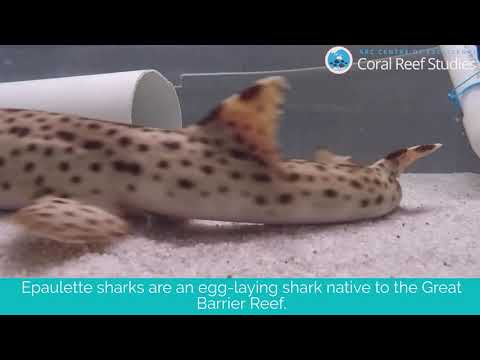 Epaulette Shark Development