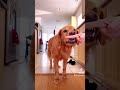 Serializable Some Cute Salem Tricks Which One Of These Is Your Favorite There S Tutorials For Most Serializable Some Cute Salem Tricks Which One Of These Is Your Favorite There S Tutorials For Most