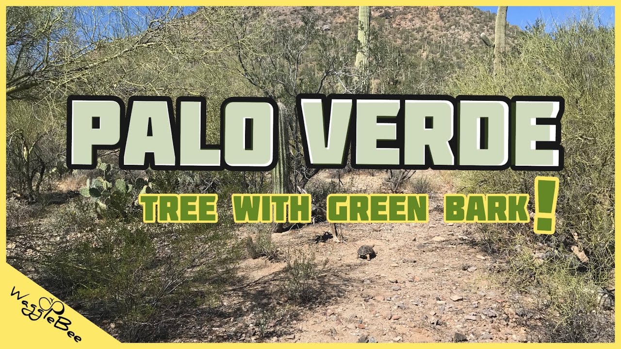 Palo Verde Tree Facts