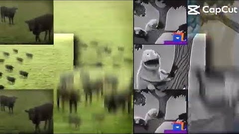 37 Shuric Scans With Are Slides