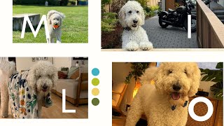 My Goodest Boy Milo | A Heartfelt Tribute to Amit & His Dog Milo | Nostalgic Tea screenshot 3