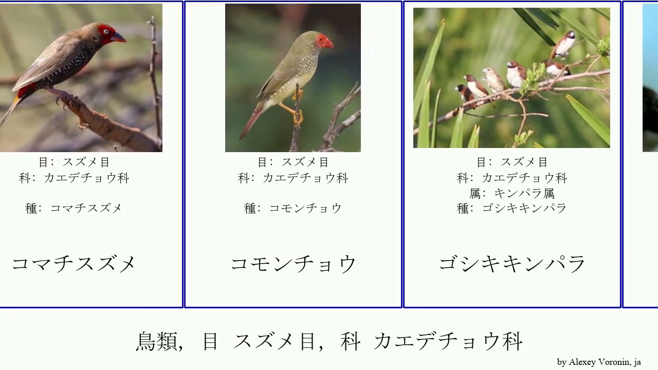 鳥類 目 スズメ目 科 カエデチョウ科 Birds ムラサキトキワスズメ チャドコウギョクチョウ サクラスズメ チャイロキンパラ アラレチョウ ニューブリテンシマコキン セイキチョウ Yuga Youtube 鳥類 目 スズメ目 科 カエデチョウ科 Birds ムラサキトキワスズメ チャドコウギョクチョウ サクラスズメ チャイロキンパラ アラレチョウ ニューブリテンシマコキン セイキチョウ Yuga Youtube