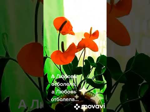 А Любовь отболела...
