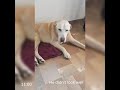 Day in life of 15 years old labrador on dog wheelchair