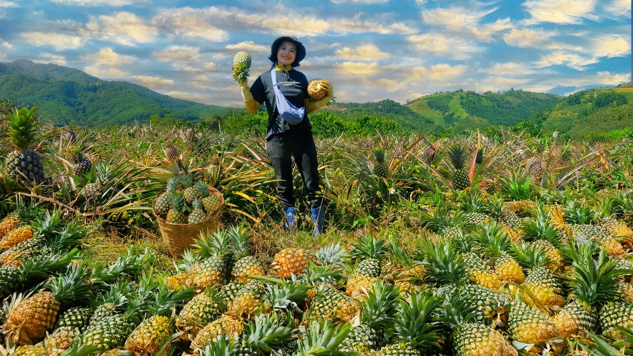 Harvest Ripe Pineapple To Sell At The Market – Farm Life: Cook, Garden, Raise Livestock