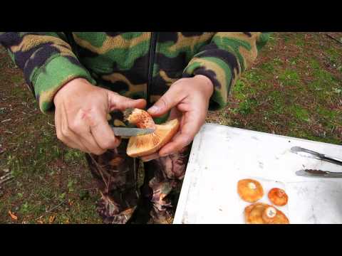 Aussie Shooter Cooking Wood Mushrooms In The State Forest-11-08-2015