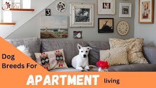 11 Top Dogs for Cozy Apartment Living: Best Breeds for Your Compact Home!