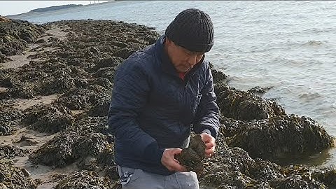 ĐI DẠO RA BIỂN ESBJERG ĐAN MẠCH BẮT SÒ - VẸM ĐEN, SÒ ( AUSTERN) ĐẦY ẤP Ở VÁCH ĐÁ