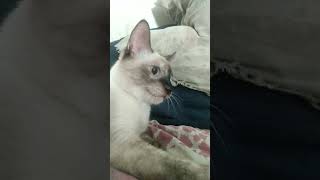 Peach siendo Peach#cat #gato #gatitos #gatos