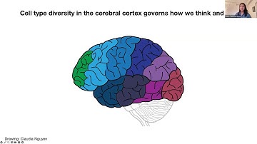 Maps to Mechanisms: Probing Cell Fate with Atlases and Perturbation Screens of the Human Brain