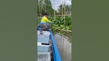 Câu tôm sông hậu 21