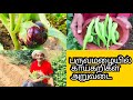   monsoon vegetable harvest in aadhavan farms