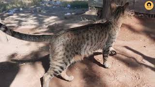 This cat is my new friend by Cats & Cats 5 views 1 year ago 2 minutes, 19 seconds