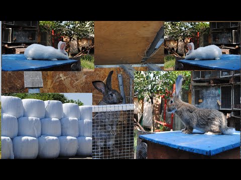 ეჭმევა თუ არა ბოცვერს იონჯის სენაჟი...?