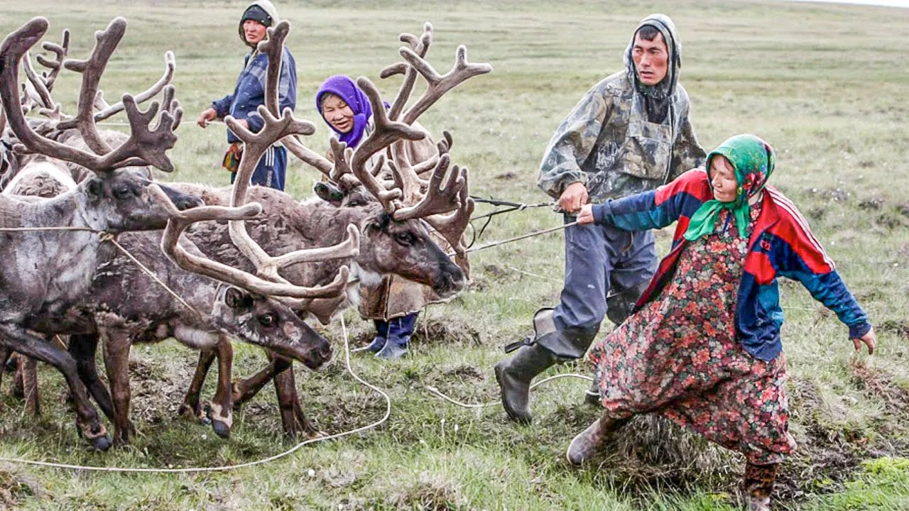 ⁣Ненцы и ханты. Сходства и отличия коренных народов Севера | Факты