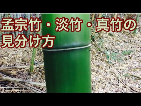 孟宗竹 淡竹 真竹の見分け方 Youtube