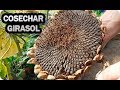 Como Y Cuando Cosechar Girasol Para Pipas Y Obtener Semilla || La Huertina De Toni