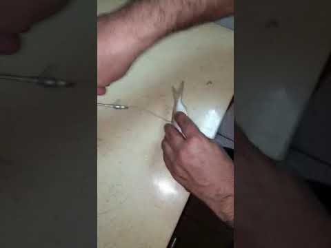 اسرع طريقة شك و تخييط الطعم لصيد الهامور و الاسماك الكبيره