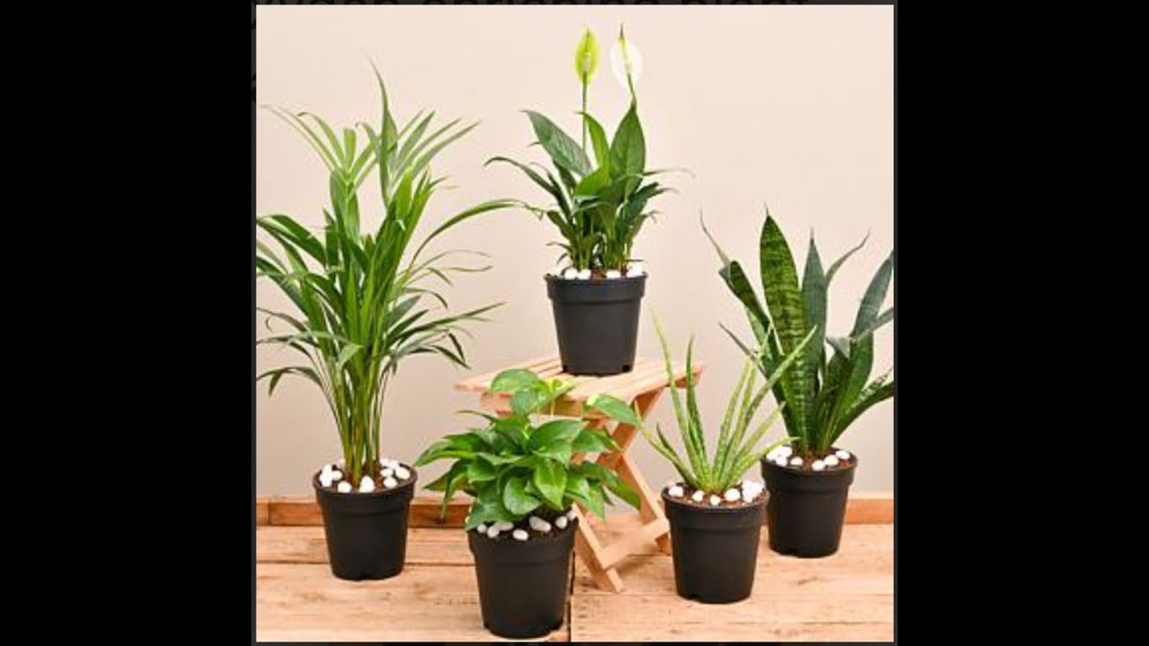 Best Air Purifying Plants (Part 2)