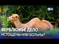 Ситуацией с истощенными верблюдами в Сочи заинтересовались прокуратура и Россельхознадзор