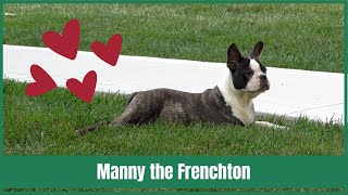 Manny the Adorable Frenchton