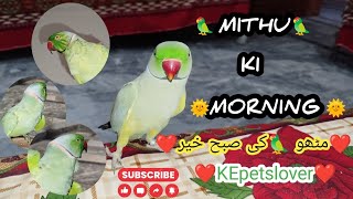 Mithu Ki Morning |Green parrot Talking |میٹھو کی صبح بخیر| @kepetslover8315 by KE Pets lover 107 views 3 weeks ago 6 minutes, 17 seconds