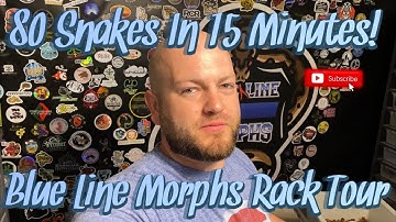 80 SNAKES IN 15 MINUTES!!!  ||  FULL BLUE LINE MORPHS RACK TOUR!!!
