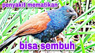 inilah beberapa manfaat burung bubut untuk pengobatan penyakit mematikan